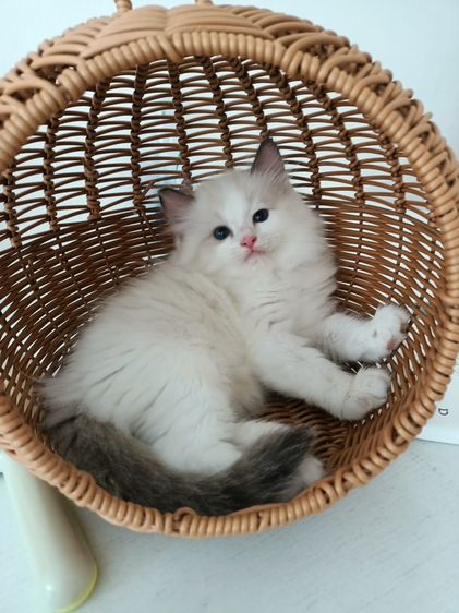 ragdoll