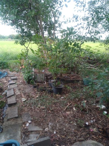 อื่นๆ มีบางส่วน 2010 บ้านชั้นเดียวราคาถูก รูปที่ 4