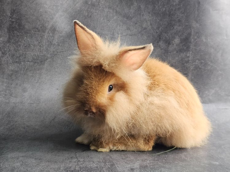 กระต่าย Lion Head หัวสิงโต รูปที่ 4