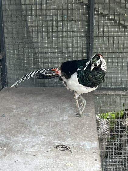 ไก่ฟ้าเลดี้และไก่ฟ้าสีทอง รูปที่ 3