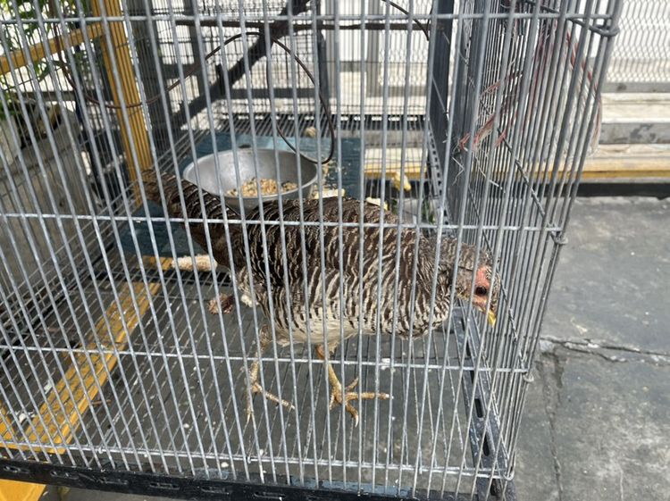 ไก่ฟ้าเลดี้และไก่ฟ้าสีทอง รูปที่ 2