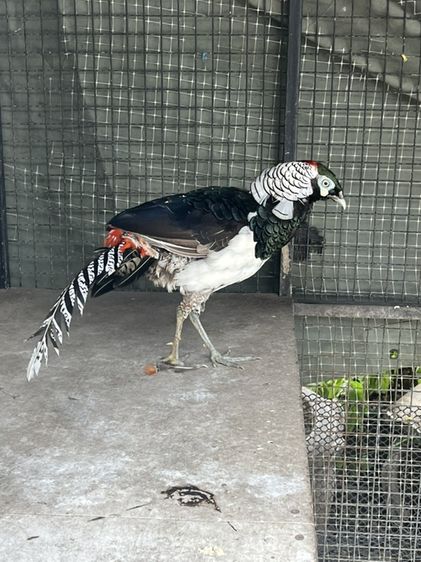 ไก่ฟ้าเลดี้และไก่ฟ้าสีทอง รูปที่ 4