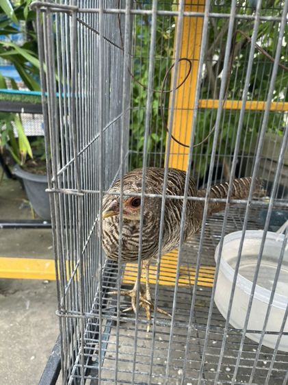 ไก่ฟ้าเลดี้และไก่ฟ้าสีทอง