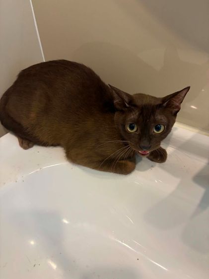 แมวไทย (Thai Cat) แมวศุภลักษณ์ทาง และลูกแมว ขาว สีหมอก และดำ 