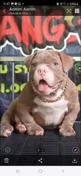 บูลลี่ (Bully) เล็ก ขายลูกสุนักบุลลี่
