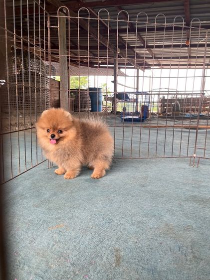 ปอมแท้ รูปที่ 6