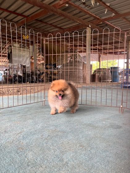 ปอมแท้ รูปที่ 5