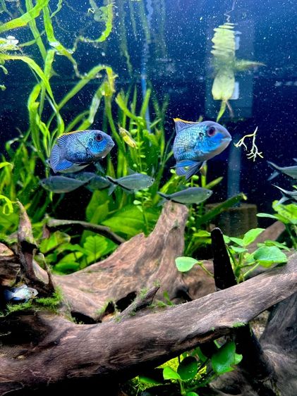 ลูกปลาหมอนีออน หาบ้านที่อบอุ่นครับ/ค่ะ 💙 Neon acara babies looking for a loving owner รูปที่ 3