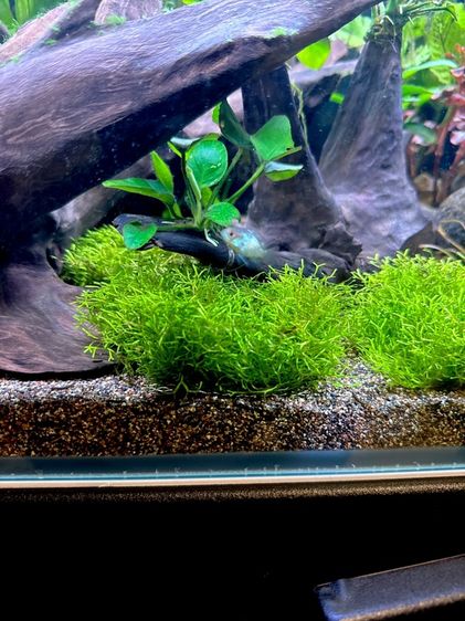 ลูกปลาหมอนีออน หาบ้านที่อบอุ่นครับ/ค่ะ 💙 Neon acara babies looking for a loving owner รูปที่ 2