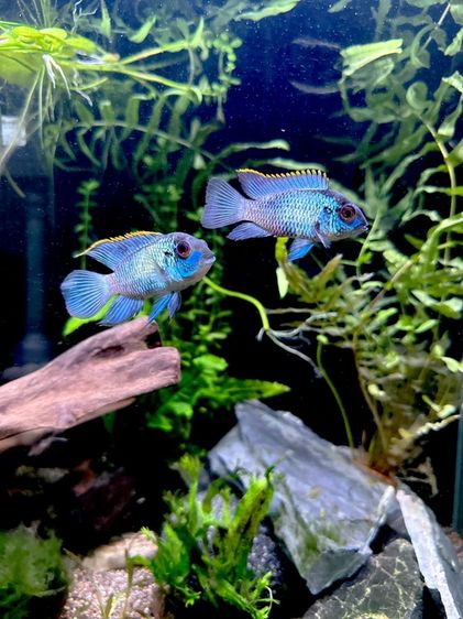 ลูกปลาหมอนีออน หาบ้านที่อบอุ่นครับ/ค่ะ 💙 Neon acara babies looking for a loving owner รูปที่ 5