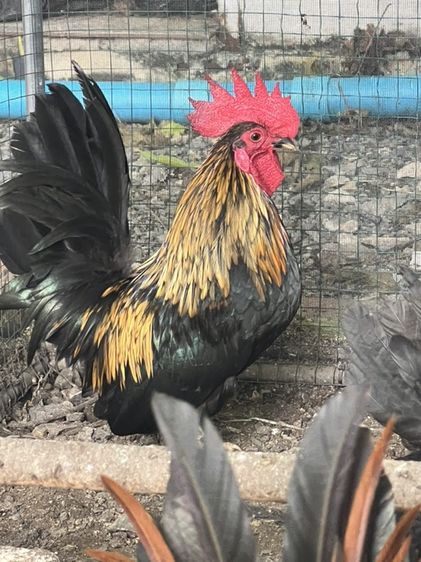 ไก่แจ้ รูปที่ 4