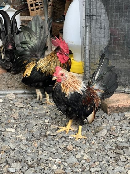 ไก่แจ้ รูปที่ 2