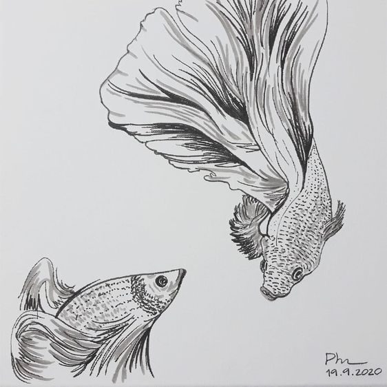Beautiful Fish