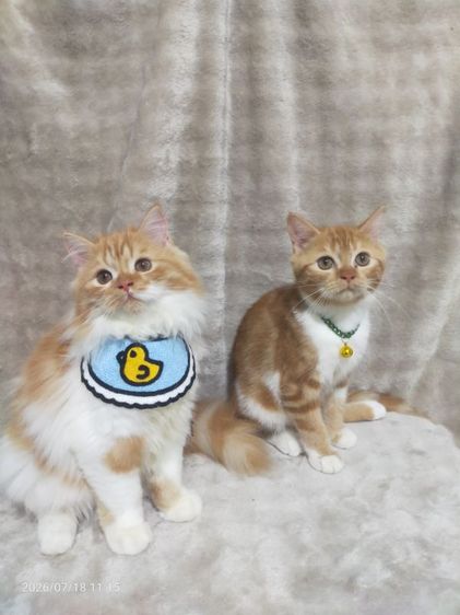 ด.ช.ขนยาว / ด.ญ.ขนสั้น รูปที่ 2