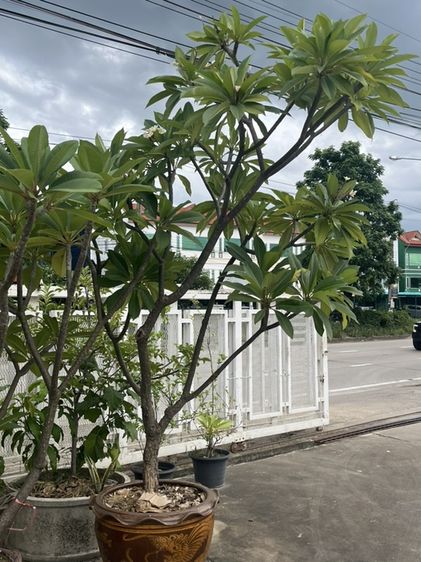 ต้นลีลาวดี รูปที่ 2