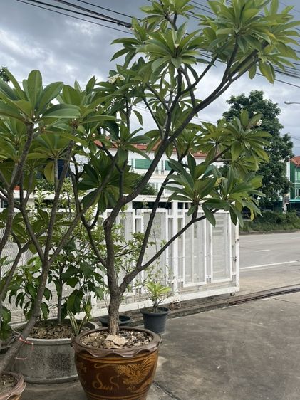 ต้นลีลาวดี รูปที่ 3