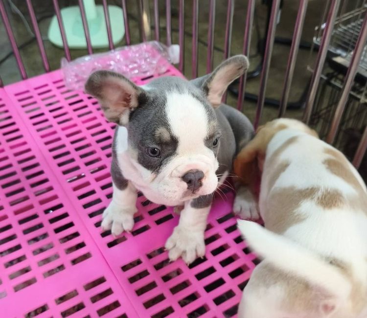 เฟรนช์ บูลด็อก (French Bulldog) กลาง ลูกเฟร้นช์บลูด็อกผุ้