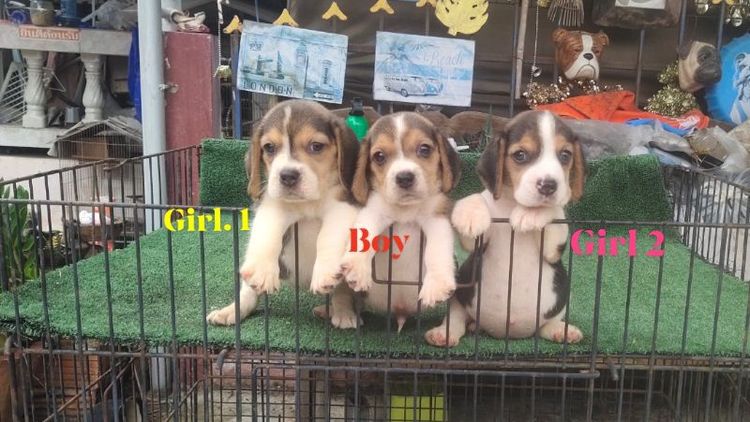 บีเกิล (Beagle) เล็ก บีเกิ้ลหาบ้าน