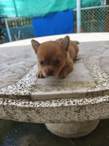 ชิวาวา (Chihuahua) เล็ก ลูกชิวาวา
