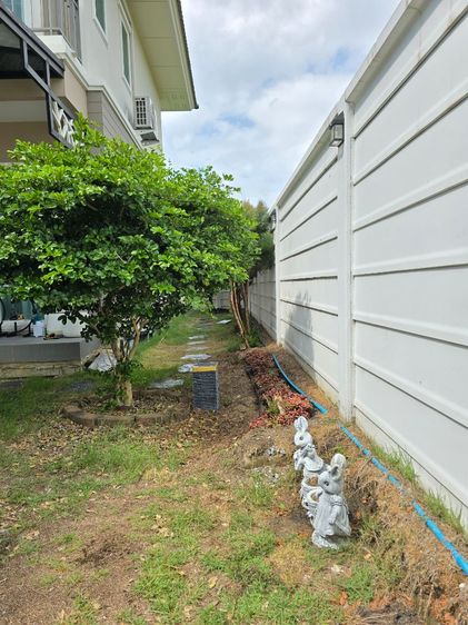 ต้นแก้วเจ้าจอม 4 ใบ รูปที่ 3