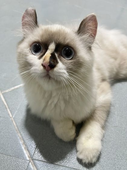 น้องแมวพันธุ์ เพศหญิง พ่อหิมาลายัน แม่อเมริกันเคิร์ล ( หูบิน ) ตาสีฟ้า