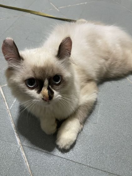น้องแมวพันธุ์ เพศหญิง พ่อหิมาลายัน แม่อเมริกันเคิร์ล ( หูบิน ) ตาสีฟ้า รูปที่ 2
