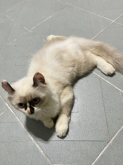 น้องแมวพันธุ์ เพศหญิง พ่อหิมาลายัน แม่อเมริกันเคิร์ล ( หูบิน ) ตาสีฟ้า รูปที่ 4