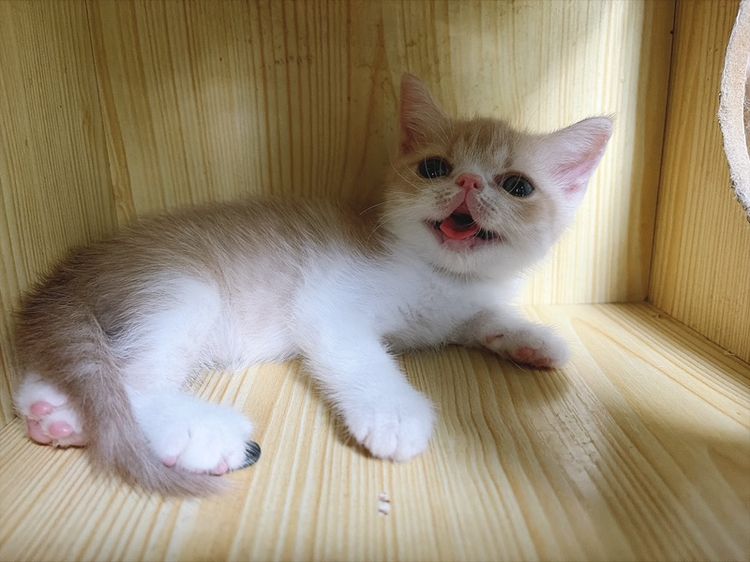 เอ็กโซติก ชอร์ตแฮร์ (Exotic Shorthair) exotic sh ดช.