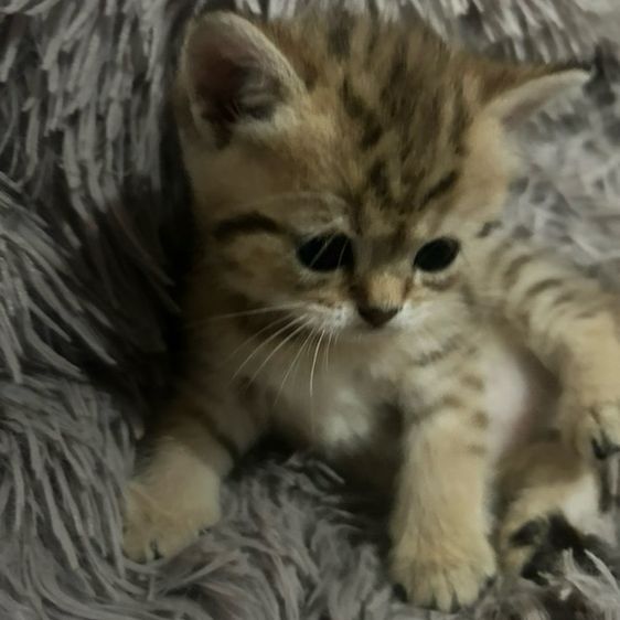 บริติช ชอร์ตแฮร์ (British Shorthair) เปิดจอง ลูกแมว บริติชชอตแฮร์
