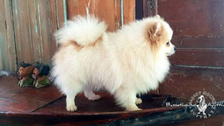 ปอมมินิ อายุ 45 วัน รูปที่ 6
