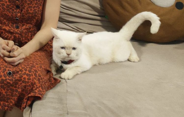 แมว