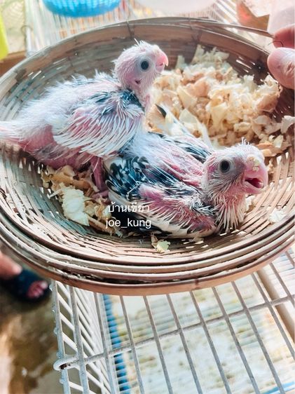 คอกคาเทล