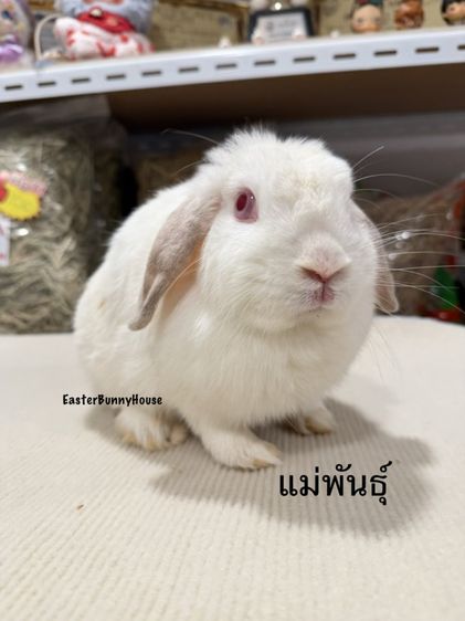 พ่อแม่พันธุ์สินสอด800บาท เหมาหมด1500 รูปที่ 2