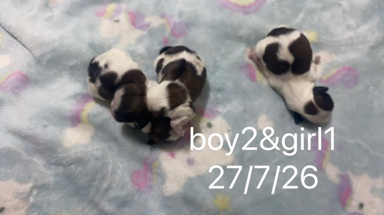 ชิสุ (Shih Tzu) เล็ก ลูกสุนัข
