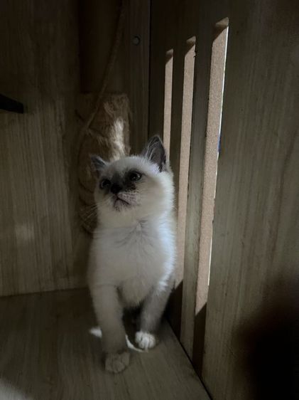 สก็อตติช โฟลด์ (Scottish Fold) สก็อตติชแท้