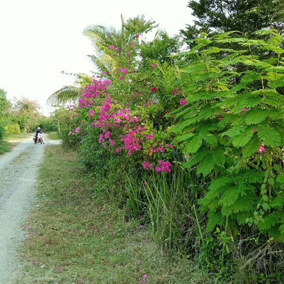 ขายที่ดินพร้อมบ้านมีสวนมะม่วงน้ำไฟพร้อมเข้าอยู่อาศัยได้เลยเนื้อที่1ไร่58ตารางวาราคา2400000บาทติดต่อ0814018632