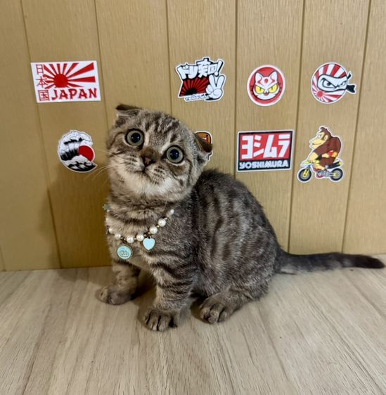 มันกิ้นชายขาสัน พร้อมย้าย
