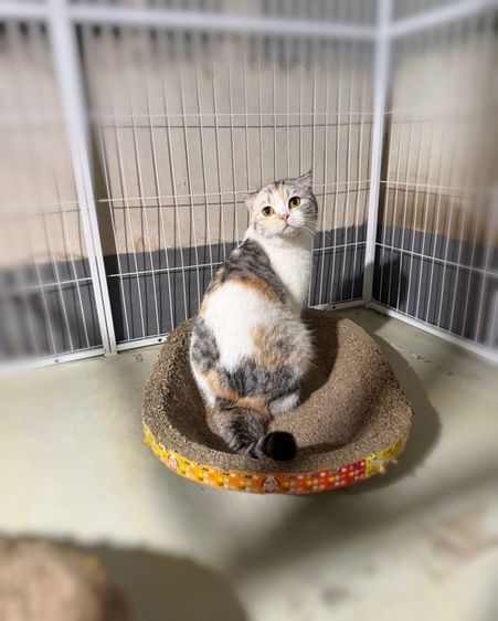 สก็อตติช โฟลด์ (Scottish Fold) แม่พันธุ์