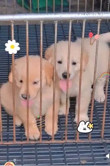โกลเด้นรีทรีฟเวอร์ (Golden Retriever) โก้ด้นแท้ไซร้ใหญ่วัคซีนแล้ว