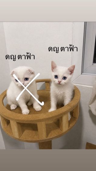 สก็อตติช โฟลด์ (Scottish Fold) แมวสก๊อตติชโฟลด์