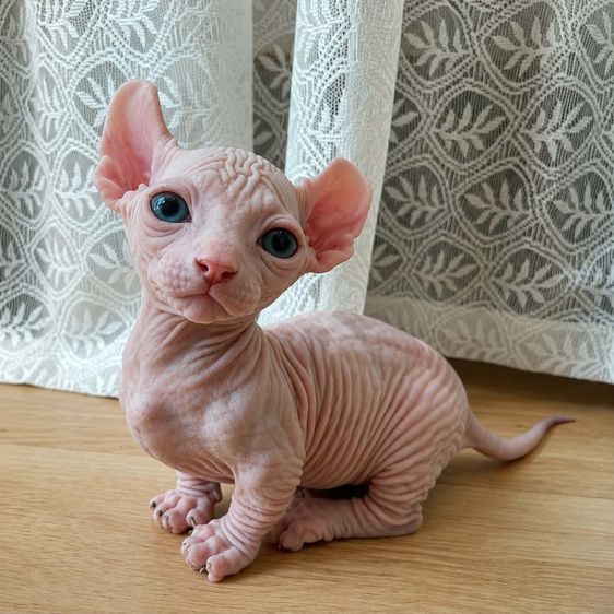 สฟิงซ์ (Sphynx) แมวสฟิงซ์ ดเวลฟ์ ขาสั้น หูพลิก เด็กชาย