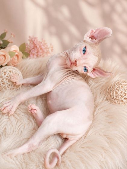 สฟิงซ์ (Sphynx) แมวสฟิงซ์ เอลฟ์ ขายาว หูพลิก 