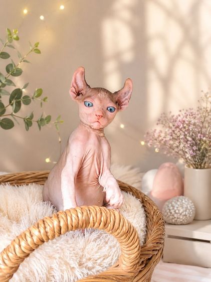 สฟิงซ์ (Sphynx) แมวสฟิงซ์ เอลฟ์ ขายาว หูพลิก 