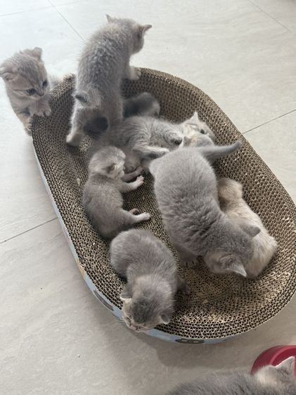 ลูกแมวสก๊อตติช บริตติช รูปที่ 4