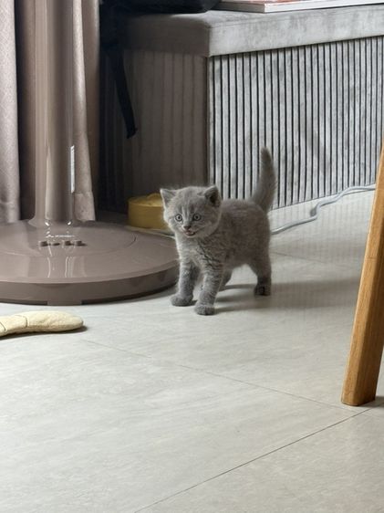 สก็อตติช โฟลด์ (Scottish Fold) ลูกแมวสก๊อตติช บริตติช