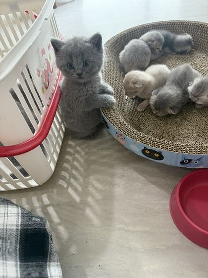 ลูกแมวสก๊อตติช บริตติช รูปที่ 3