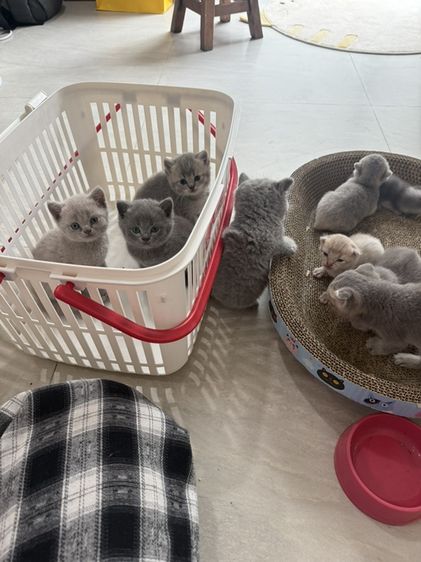 ลูกแมวสก๊อตติช บริตติช รูปที่ 7