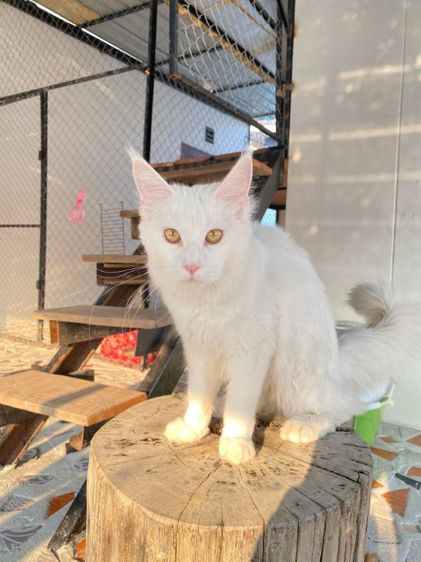 เมนคูน (Maine Coon) แม่พันธุ์เมนคูน พร้อมผสม ลดประชากร