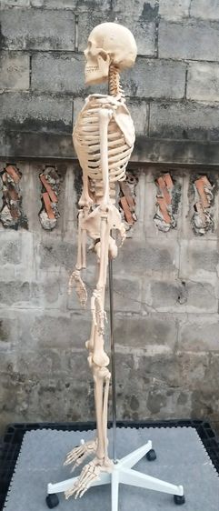 โมเดลโครงกระดูกมนุษย์ ขนาดเท่าจริง สูงพร้อมฐาน ประมาณ 180 ซม. รูปที่ 2