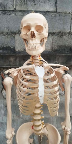 โมเดลโครงกระดูกมนุษย์ ขนาดเท่าจริง สูงพร้อมฐาน ประมาณ 180 ซม.